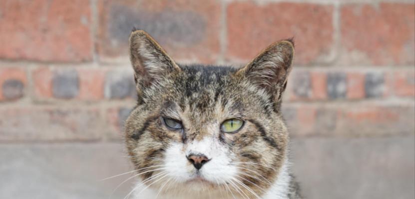 小奶猫从桌子上摔下来的惊险一刻（可爱小奶猫的失足瞬间让人捏了一把冷汗）