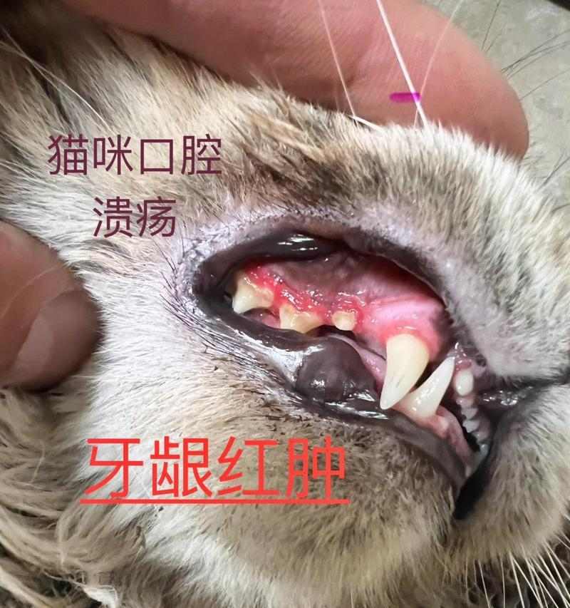 猫咪口腔溃疡（探索如何给你的爱猫喷洒药物，治疗和预防口腔溃疡）