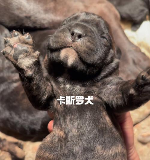 如何正确饲养卡斯罗犬全攻略