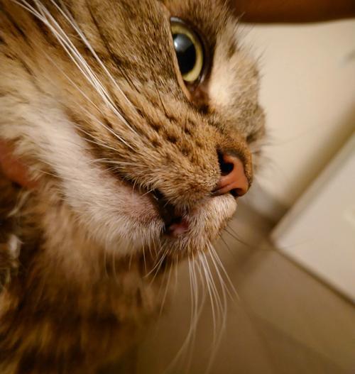 猫咪口腔溃疡（探索如何给你的爱猫喷洒药物，治疗和预防口腔溃疡）