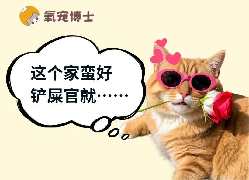 怎么判断猫咪是否开心全攻略