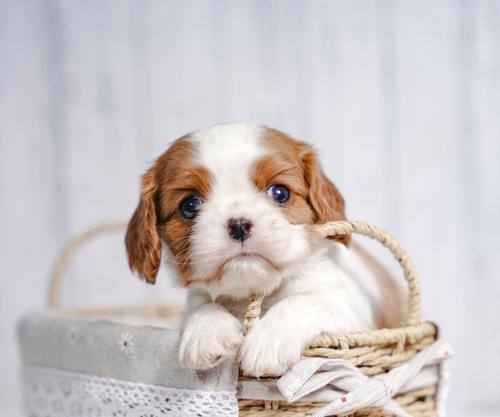 幼犬养护之笼养是否适宜（探究幼犬是否适合长期关在笼子中及影响因素）