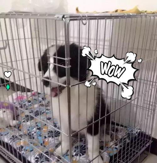 幼犬养护之笼养是否适宜（探究幼犬是否适合长期关在笼子中及影响因素）