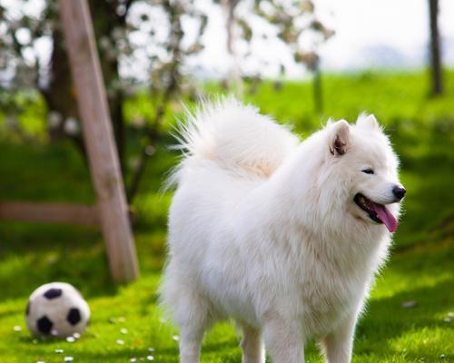 如何正确饲养萨摩犬？（避免这6个喂食忌讳，让你的萨摩犬健康快乐）