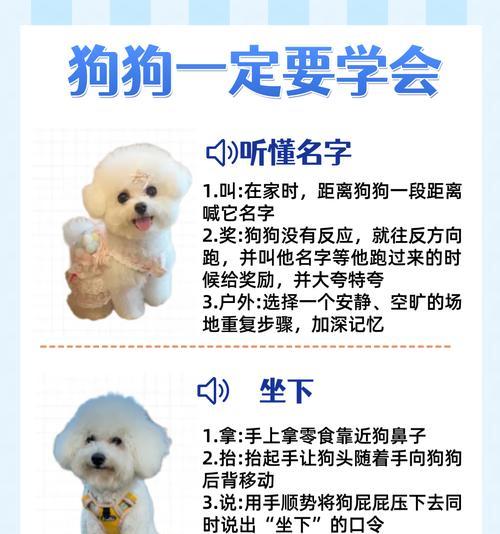 如何正确饲养萨摩犬？（避免这6个喂食忌讳，让你的萨摩犬健康快乐）