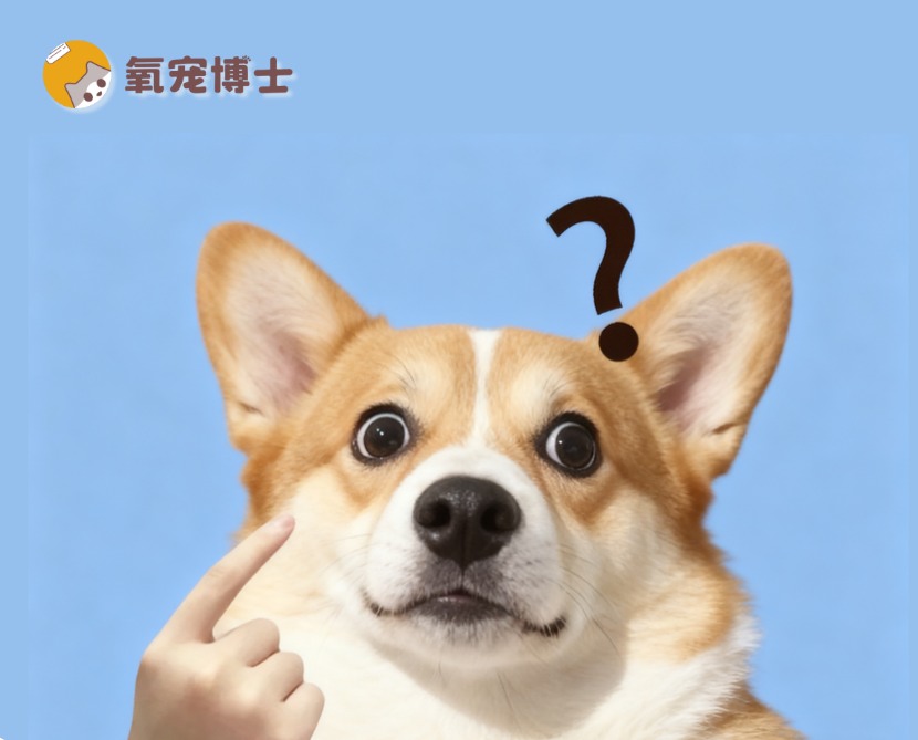 柯基犬的缺点
