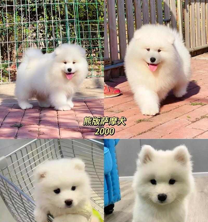 如何正确饲养萨摩犬？（避免这6个喂食忌讳，让你的萨摩犬健康快乐）