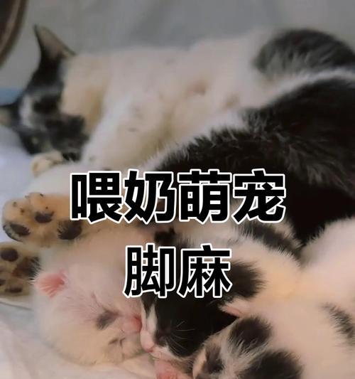 了解狗狗脚麻的原因和症状（探索狗狗脚麻的治疗和预防方法）