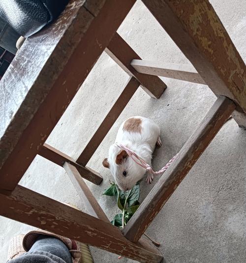 了解狗狗脚麻的原因和症状（探索狗狗脚麻的治疗和预防方法）