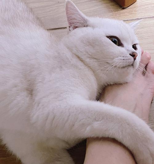 了解狗狗脚麻的原因和症状（探索狗狗脚麻的治疗和预防方法）