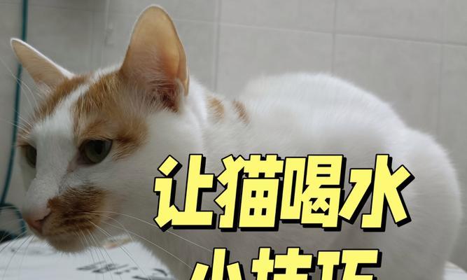 如何让猫喝更多的水？（提供适合猫咪的饮水环境和方式）