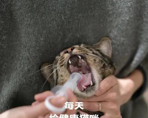 如何让猫喝更多的水？（提供适合猫咪的饮水环境和方式）