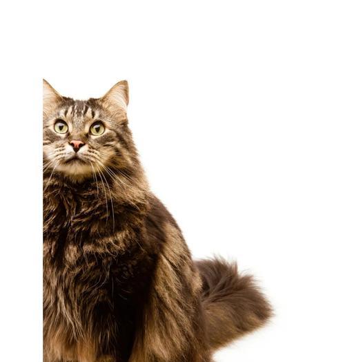 猫毛的梳理频率及注意事项（掌握猫咪毛发梳理的正确节奏，打造健康亮丽的外观）