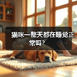 猫咪一整天都在睡觉正常吗？