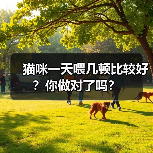猫咪一天喂几顿比较好？你做对了吗？