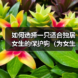 如何选择一只适合独居女生的保护狗（为女生提供保护和安全感的狗的特征和品种）（图2）