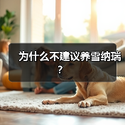 为什么不建议养雪纳瑞？（图1）