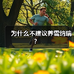 为什么不建议养雪纳瑞？（图2）
