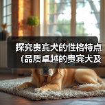 探究贵宾犬的性格特点（品质卓越的贵宾犬及其表现）（图2）