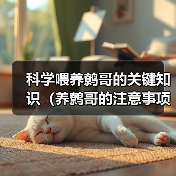 科学喂养鹩哥的关键知识（养鹩哥的注意事项及喂养技巧）