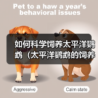 如何科学饲养太平洋鹦鹉（太平洋鹦鹉的饲养方法与技巧）（图1）