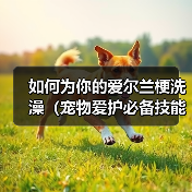 如何为你的爱尔兰梗洗澡(宠物爱护必备技能,学会正确给爱尔兰梗洗澡)(图1) 如何为你的爱尔兰梗洗澡(宠物爱护必备技能,学会正确给爱尔兰梗洗澡)(图1)