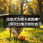 比格犬为何不吃狗粮?(探究比格犬的饮食习惯及注意事项)(图2) 比格犬为何不吃狗粮?(探究比格犬的饮食习惯及注意事项)(图2)
