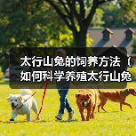 太行山兔的饲养方法（如何科学养殖太行山兔，让它们健康快乐地成长）（图2）