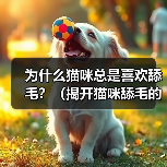 为什么猫咪总是喜欢舔毛？（揭开猫咪舔毛的5个原因）（图2）