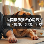 法国指示猎犬的饲养方法（健康、训练、社交化的关键）（图4）