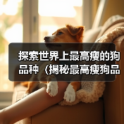 探索世界上最高瘦的狗品种（揭秘最高瘦狗品种的外貌和特征）