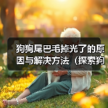 狗狗尾巴毛掉光了的原因与解决方法(探索狗狗尾巴毛掉光的成因以及有效解决方案)(图2) 狗狗尾巴毛掉光了的原因与解决方法(探索狗狗尾巴毛掉光的成因以及有效解决方案)(图2)