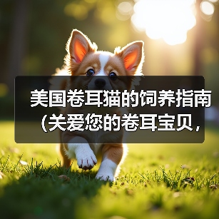 美国卷耳猫的饲养指南（关爱您的卷耳宝贝，健康快乐生活）（图3）
