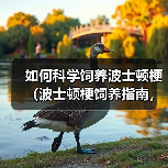 如何科学饲养波士顿梗(波士顿梗饲养指南,让你的宠物更健康快乐)(图2) 如何科学饲养波士顿梗(波士顿梗饲养指南,让你的宠物更健康快乐)(图2)
