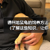德州地鼠龟的饲养方法（了解这些知识，让你的德州地鼠龟健康快乐成长）（图3）