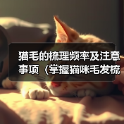 猫毛的梳理频率及注意事项（掌握猫咪毛发梳理的正确节奏，打造健康亮丽的外观）