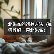 北朱雀的饲养方法（如何养好一只北朱雀）（图2）