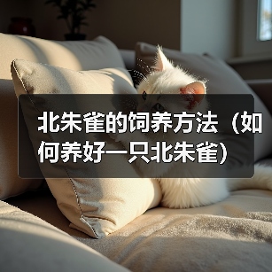 北朱雀的饲养方法（如何养好一只北朱雀）（图3）