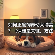 如何正确饲养幼犬博美？（保暖是关键，方法很重要）