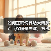 如何正确饲养幼犬博美？（保暖是关键，方法很重要）