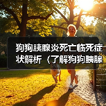 狗狗胰腺炎死亡临死症状解析（了解狗狗胰腺炎临死前的表现与处理方法）
