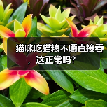 猫咪吃猫粮不嚼直接吞，这正常吗？（图4）