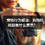 宠物行为解读：狗狗咬裤腿是什么意思？（图4）