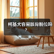 柯基犬髌骨脱位高发原因及预防指南