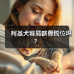 柯基犬容易髌骨脱位吗？（图2）