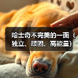 哈士奇不完美的一面（独立、顽固、高能量）（图4）
