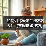 如何训练爱尔兰梗不咬人？（掌握这些技巧，让你的宠物更友善）（图3）