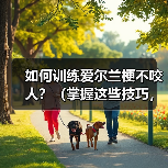 如何训练爱尔兰梗不咬人？（掌握这些技巧，让你的宠物更友善）（图4）