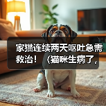 家猫连续两天呕吐急需救治！（猫咪生病了，如何正确护理？）（图4）