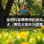 如何科学喂养你的贵宾犬（贵宾犬营养与健康、专业养犬知识解析）（图3）